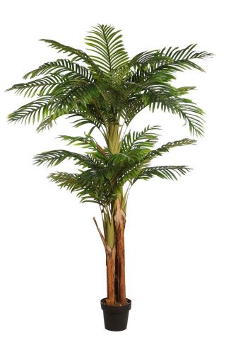  PALMERA KENTIA 180CMS *B101TJ