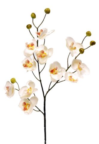 VARA ORQUIDEA X11 CREMA 58CM (11CM) Q342/1