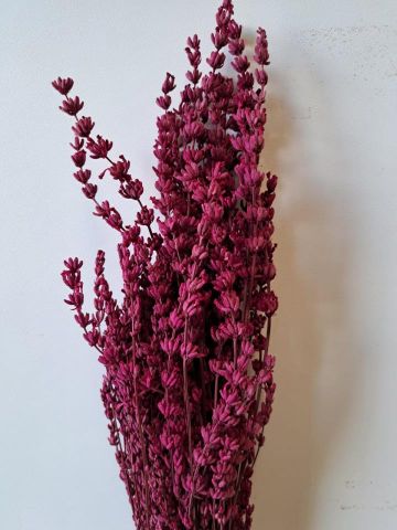 LAVANDA PRESS. (45) *ROSA 000.051-45