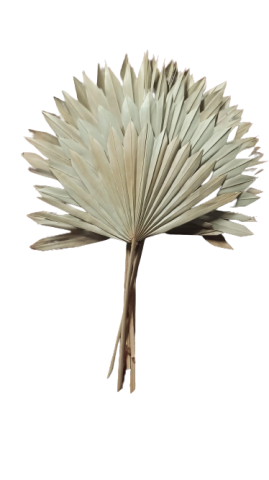 000.271-01 PALM SUN 60CMS*NATURAL