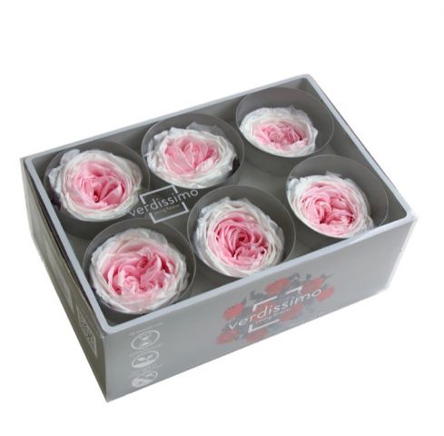 STABDAR GARDEN ROSE BICOLOR  BOX 6 RGAB/2040