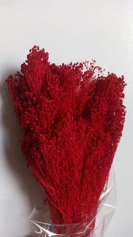 BROOMS  ROJO *000-006.54