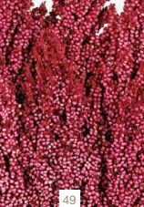 SORGHUM 80/120CMS 000,014-49*FUXIA