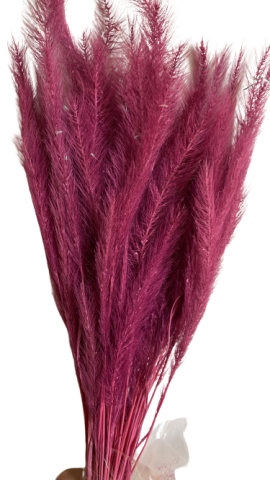 TAIL GRASS 290-43