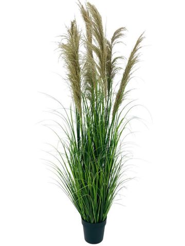 PLANTA PAMPAS 170 CMS 0933248