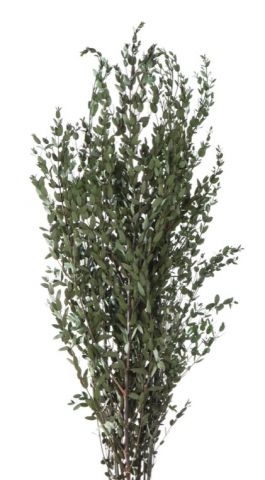 PARVIFOLIA PRES PAR/0104