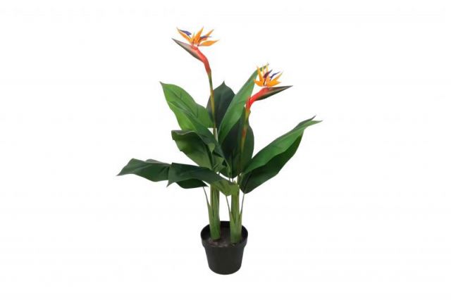 PLANTA AVE DEL PARAISO 120 CMS  0937076