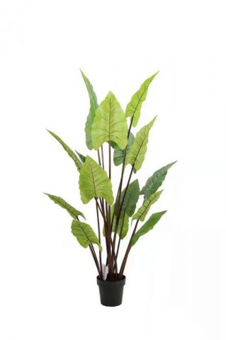 PLANTA HOJA DE CALAS 160 CMS  0937078