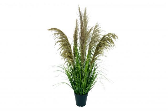 PLANTA PAMPA *NATURAL 110 CMS 0933251