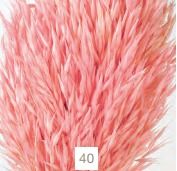 AVENA SATIVA 80 CMS 000.093-40