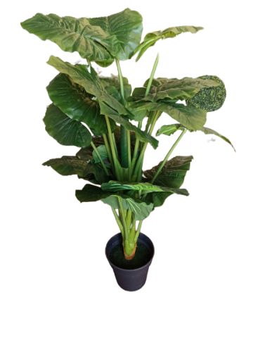 PLANTA ALOCASIA *VERDE 150 CMS 1720