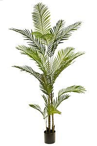 PLANTA ARECA CON MACETA 190 CMS 0663.10