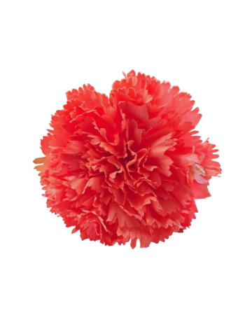 CLAVEL *CORAL  0010