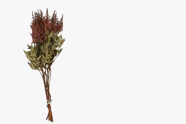 ASTILBE PRESERVADO *CEREZA 