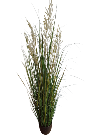 PLANTA MISCANTHUS 150 CMS *BLANCO 7557-50