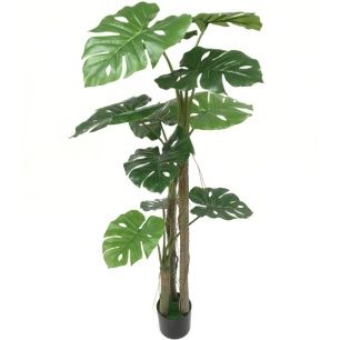 PLANTA SPLIT PHILO150 CMS *VERDE 7121-09