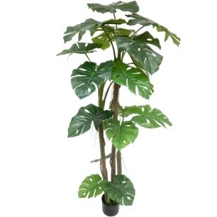 PLANTA SPLIT PHILO 170 CMS *VERDE 7122-09