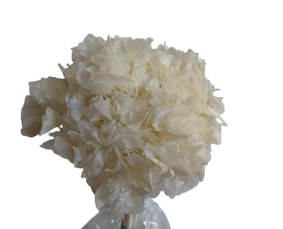 HORTENSIA PRESERVADA *BLANCA 000-740.00