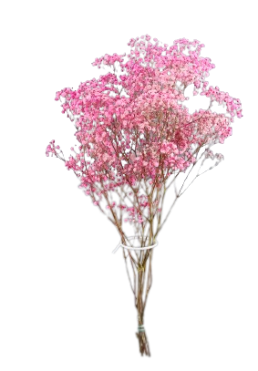 PANICULATA PRESERVADA *ROSA 