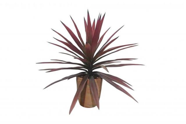 PLANTA YUCA *ROJO 46CM  *0937064