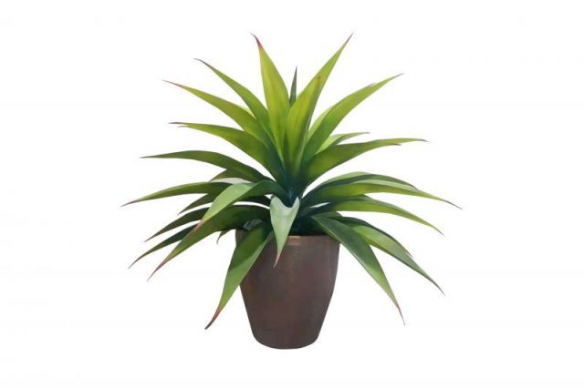 PLANTA YUCA 56CM *0937074