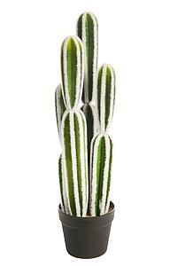 CACTUS SAN PEDRO 64CM *AD0470.10