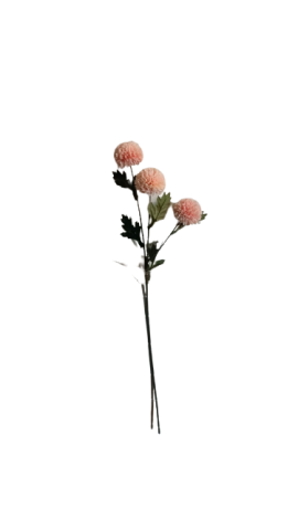 POM POM X3 ROSA 4373-12