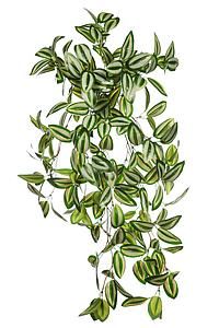 PLANTA COLGANTE TRADESCANTIA 50 CMS 