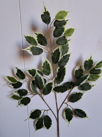 VARA FICUS BICOLOR MU-12