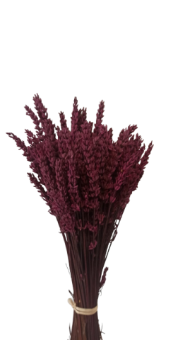 LAVANDA *FUCSIA AR00145