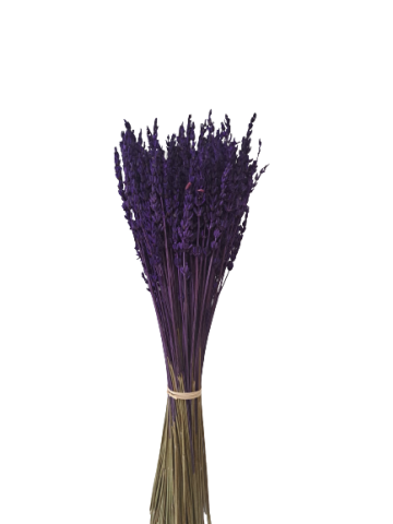 LAVANDA *LILA AR00213