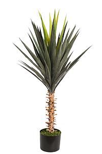 PLANTA AGAVE CACTUS 95CM *B108TP