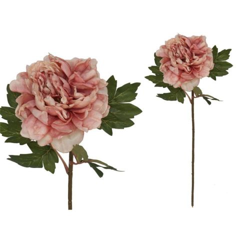 VARA PEONIA DRIED *ROSA 208633