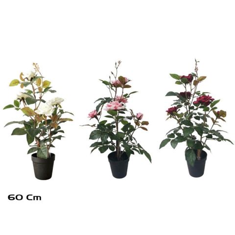 PLANTA ROSAL 60CMS 206622