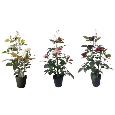 PLANTA ROSAL 80  CMS 206630