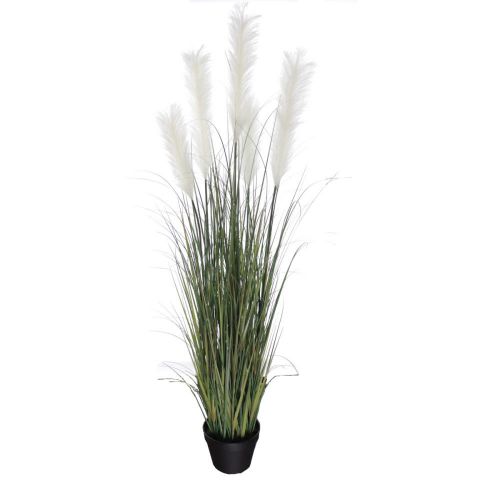 PLANTA CORTADERIA PAMPA 133CMS *BLANCO/VERDE