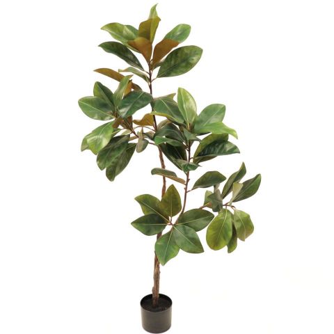 PLANTA MAGNOLIO 180 CMS 7529-09