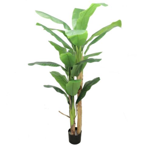 PLANTA BANANERO X3 210 CMS 