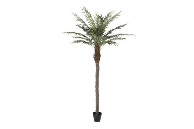 PALMERA POLIESTER 100X100X230CM *JA-192599