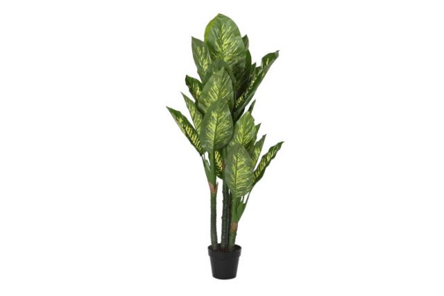 PLANTA DIEFFENBACHIA 150CM *VERDE JA-194216