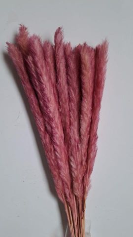 PLUMA PRESERVADA *ROSA 000-377.42