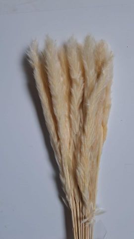 PLUMA PRESERVADA *BLANCA  000-377.00