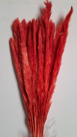 PLUMA PRESERVADA *ROJO 000-377.54