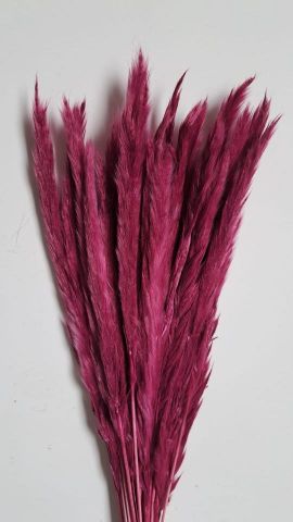 PLUMA PRESERVADA FUXIA 000-377.43