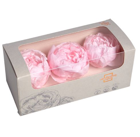 BOX 3 PEONIA PRESERVADA *ROSA PEO/2420